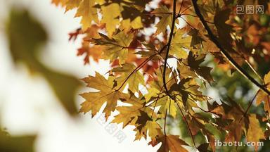 秋天元宝槭树黄叶